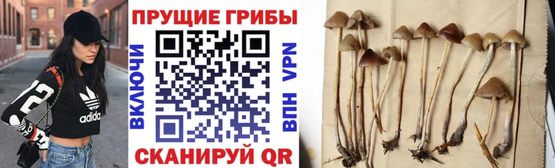 Псилоцибиновые грибы Psilocybine cubensis  Купить где  Вихоревка 